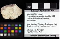 Foto (Objket + Etiketten) von Cracensigillatus acutirostris (Moericke, 1889) 